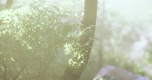 Sunlight Filtering Through Trees in a Tranquil Green Forest