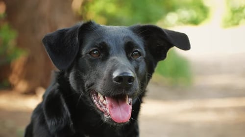 Close Up of Shiny Black Dog Panting Outdoors