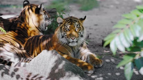 Bengalisches Tigerpaar liegt im Schatten und ruht sich zusammen unter dem Baum aus, man starrt in die Kamera