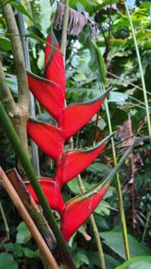Bractées florales rouges d'Heliconia Wagneriana dans la forêt tropicale du Costa Rica.