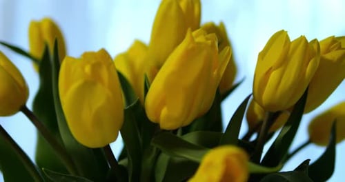 Close Up Shot Bright Intense Yellow Tulip Buds Light Blue Background