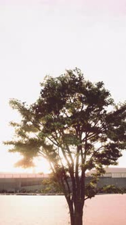 Lone Tree in Field