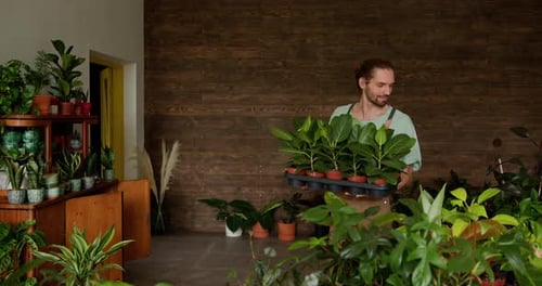 Passionate Male Gardener in His Small Plant Shop Holding a Tray of Lush Green