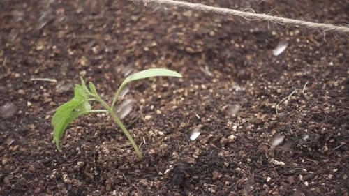 Close-up of a young seedling in moist soil, receiving gentle irrigation under soft natural light.