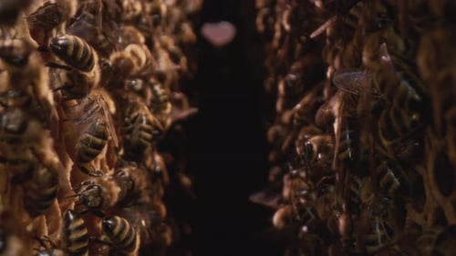 Dolly Shot Inside the Hive Bees Run on Frames with Honeycombs Professional Beehive in the Apiary