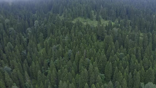 Misty Pine Forest and Forest Road Aerial View 3