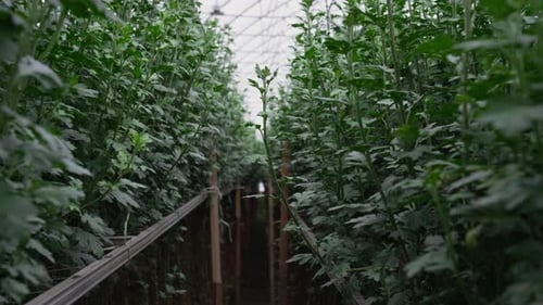Pasillo entre hileras de plantas en crecimiento en invernadero