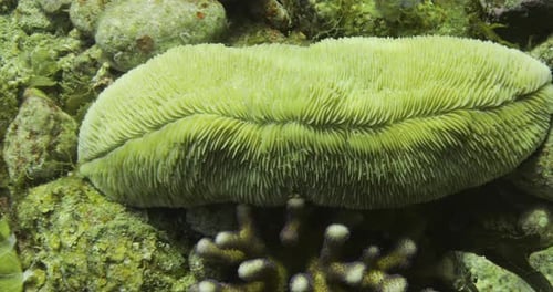 Light-Green Brain Coral on the Ocean Floor