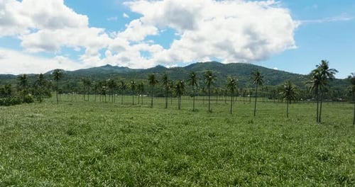 Sugarcane Plantations and Mountains