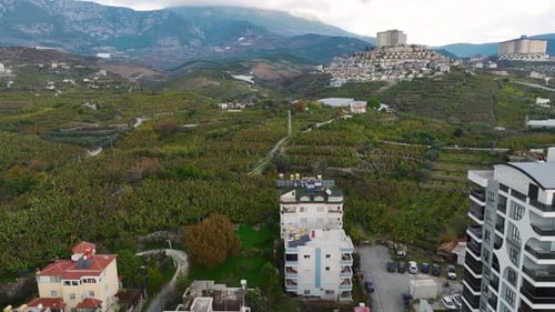 Aerial Video Dense Banana Plants in a Green Garden Captured Aerially