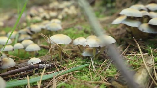 Group of wild growing brown mushrooms in belgian forest during autumn season.