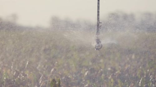 Sprinkler Irrigation System Watering Crops in a Field