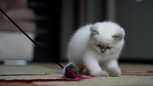 Cute Kitten Playing with Toy Mouse Indoors