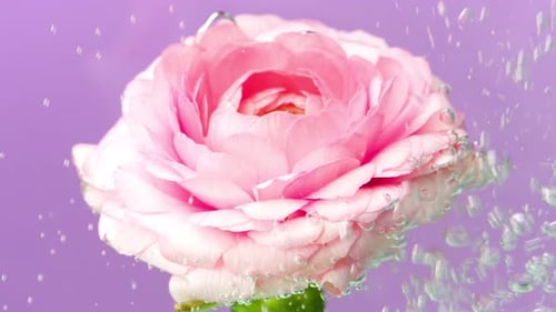 A Blooming Flower in the waterStock footagePurple Background on Which a Beautiful Rose Blooms and