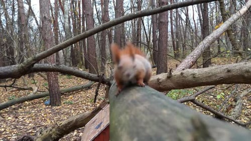 Curious Brown Rodent Climbing on Wooden Branch and Sniffing Camera Outdoor Cute Fluffy Squirrel