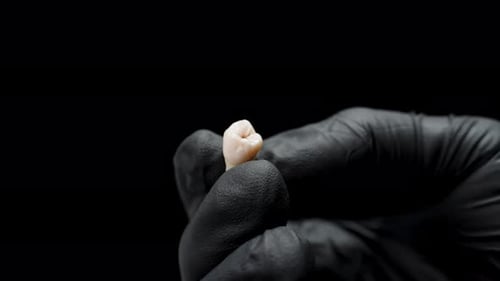 Tooth Held in Gloved Hand Close Up