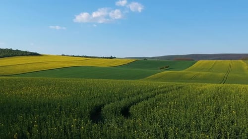 Drone shot of rapeseed plantation, flying closely above the blossoms, then ascending to a high altit