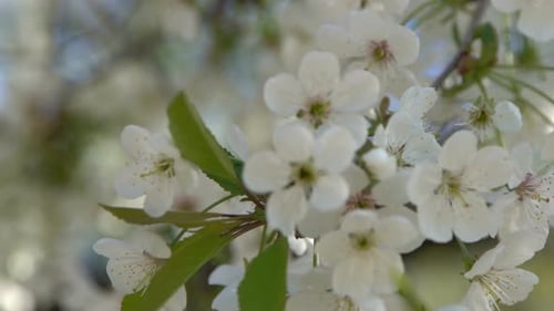 White Cherry Blossoms Sway in the Wind Spring Flowering Fruit Tree Floral Natural Background