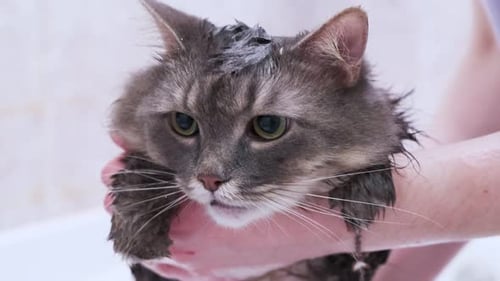 Gray Tabby Cat Getting a Bath