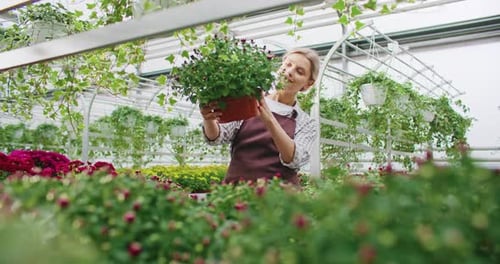 Woman Inspecting Potted Flowers in Bright Greenhouse