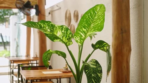 Vibrant Greenery Inside Tropical Cafe with Wooden Tables Relaxed Ambiance for Dine Work Meet or