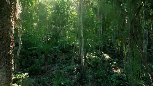 Lush Tropical Jungle Forest Fly-Through Animation