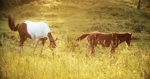Pferd und Fohlen fressen Gras bei Sonnenuntergang