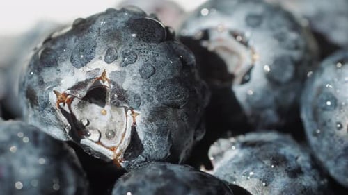 Blueberry Berry Background Macro Water Drops on Ripe Blueberries