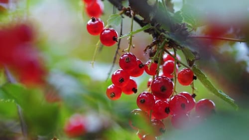 Tasty Redcurrant Ribes Rubrum on branch waving in natural sunlight