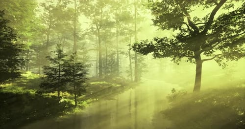 Soft Sunlight Filters Through Trees Over a Tranquil Forest Stream