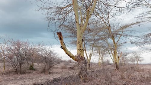 global warming and drought is leaving desiccated trees with no leaves