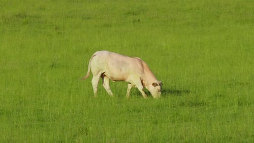 Joyeuses vaches blanches laiteuses des Alpes paissent dans l'herbe verte