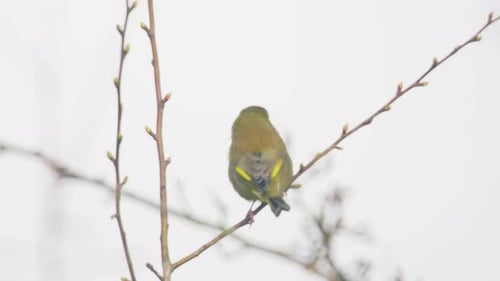 European Greenfinch perched on budding tree branch United Kingdom