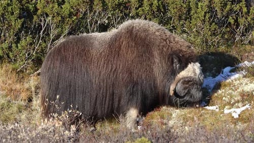 A Musk Ox in Dovrefjell National Park, south Norway, surrounded by snow and vegetation, with its imp