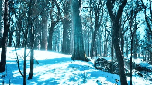 Sunlight Rays Through Snowy Winter Forest Trees