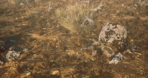 Mysterious Rocky Terrain with Overgrown Grass and Hidden Treasures Beneath