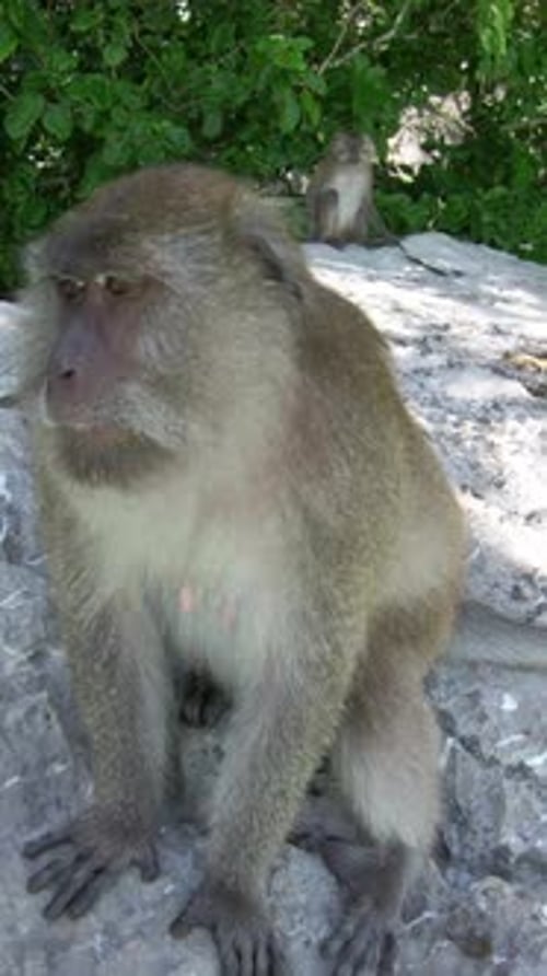 Macaque mangeant du crabe sur l'île aux singes, près de Phi Phi, Thaïlande : une vidéo verticale