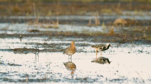 Black-tailed godwit during spring migration in wetlands flooded meadow feeding and resting