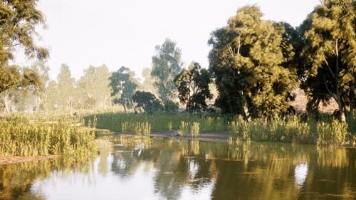 Tranquil River Landscape Surrounded By Lush Trees in Bright Daylight