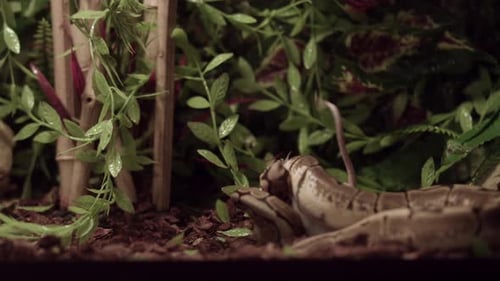 Rongeur blanc mordu et enroulé par un python boule dans sa cage avec des plantes. - gros plan