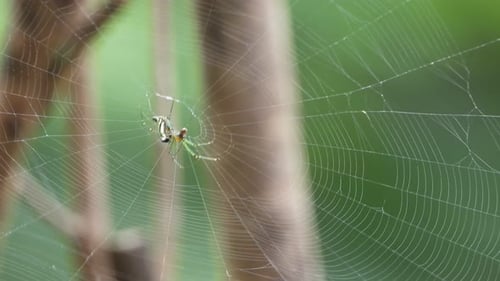 Spider in web -pry- waiting .