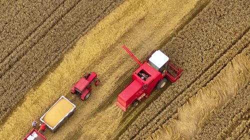 Harvest magic as combine harvester works in golden wheat fields under sun