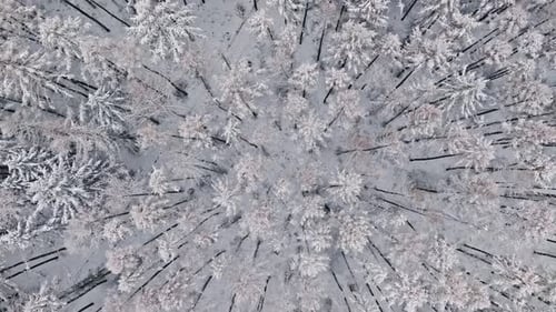 Top down view of snow-covered forest in winter, Poland.