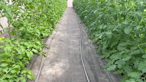 Tomato Plants Growing Inside Greenhouse