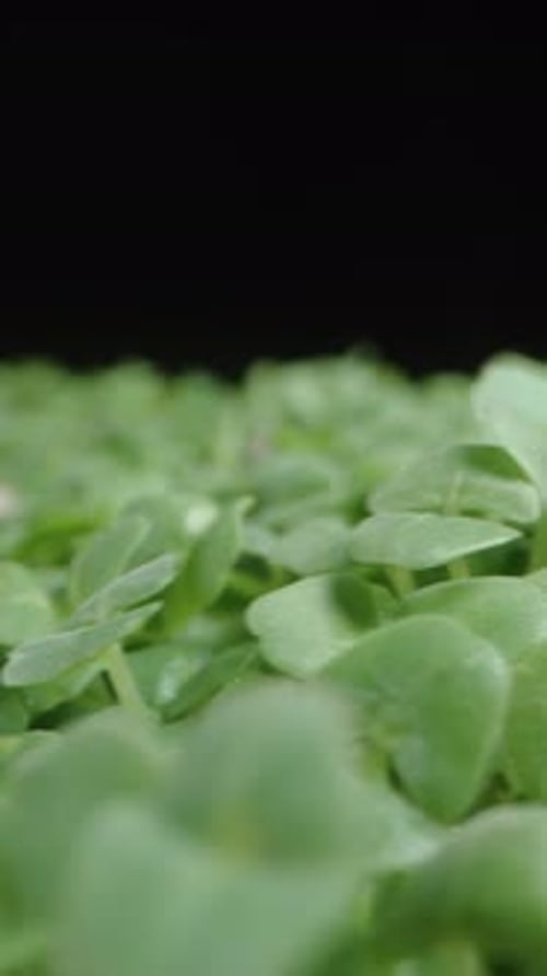 Close Up of Green Microgreens Growing