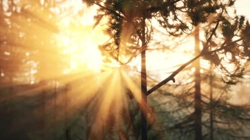 Sunset Rays Through Pine Branches