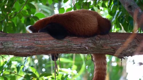 Close up shot of a sleepy red panda (Ailurus fulgens) sleeping on a tree branch.