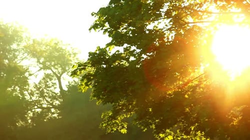 Rayons de soleil à travers l'arbre/Gros plan de l'éblouissement du soleil dans le feuillage de l'arbre/Soleil doré