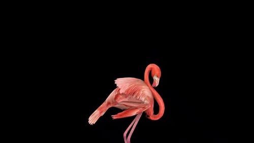 Flamingo Bird Idle 3