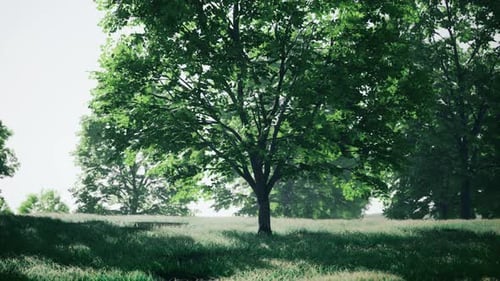 A Lone Tree Standing in a Vast Grassy Field with a Backdrop of Trees